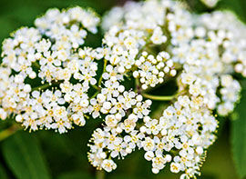 Die Vogelbeere – wertvoll für Mensch und Tier