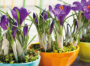 Der Ziergarten im März - es wird Frühling!