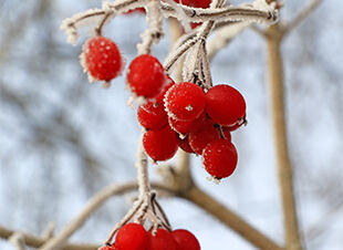 Pflanzen vor Kälte schützen