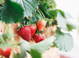 Ab in den Genussgarten: Chilis, Tomaten und Erdbeeren    