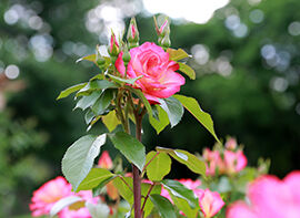 Tipps für gesunde Rosen      