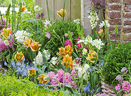 Jetzt Blumenzwiebeln pflanzen