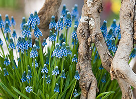Traubenhyazinthen für Töpfe und für Farbeffekte  