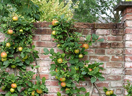 Der beste Erntezeitpunkt für Äpfel und Quitten