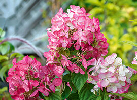 Rispen-Hortensien - pflegeleicht und überraschend     