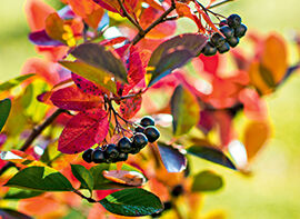 Wildobst aus dem eigenen Garten  