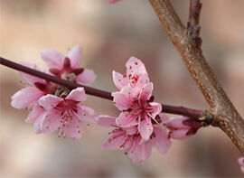 Blühende Zweige im Winter