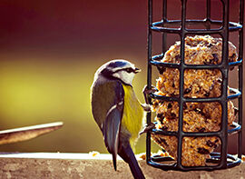 Vögel richtig füttern