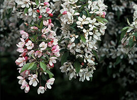 Der Zierapfel – ein Hausbaum für alle Jahreszeiten 