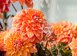 September – jetzt kann wieder viel gepflanzt werden