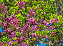 Frühling: Zum Auftakt der Gartensaison begeistern uns diese Gehölze