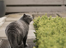 Abenteuerland für Haustiere