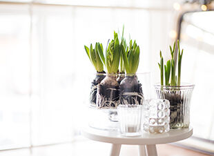 Alternative Pflanzgefäße und Vasen