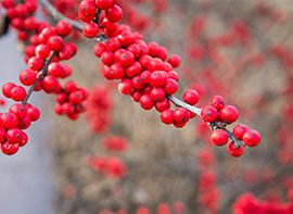 Artenvielfalt im Garten – so kommen Tiere besser durch den Winter