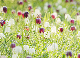 Vor- und Nachteile von ein- und mehrjährigen Blumenzwiebeln