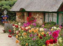 Mit Blumenzwiebeln beginnt der Sommer jetzt