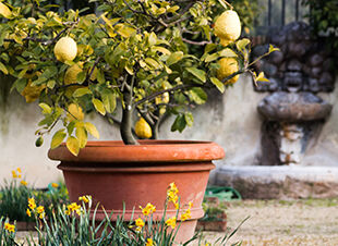 Pflanze des Monats März 2017