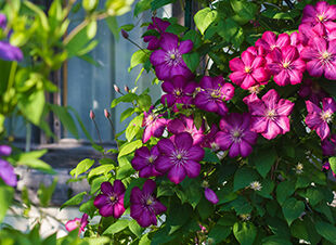 Pflanze des Monats April 2017