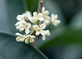 Pflanze des Monats November 2017