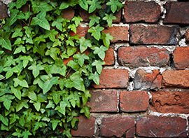 Die Pflanze des Monats März 2018 