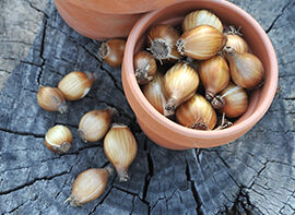 Wann ist die Pflanzzeit für frühblühende Blumenzwiebeln?