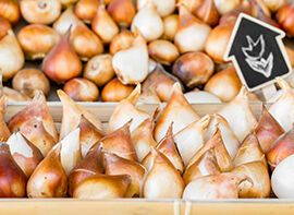 Frische Blumenzwiebeln erkennen und richtig lagern