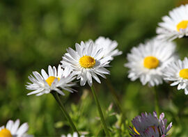Heilpflanze des Jahres 2017