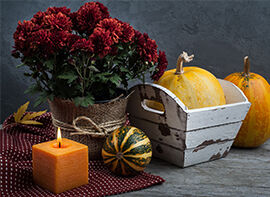 Die Pflanze des Monats September 2017