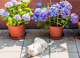 Gartenhortensien - Farb- und formenreich