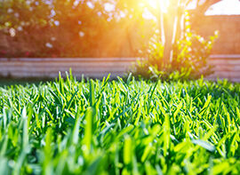 Wenn der Gartenlaubkäfer kommt…