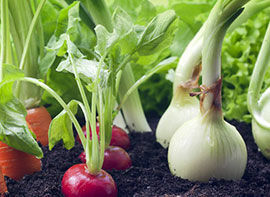 Selbst Gemüse anziehen