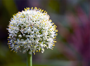 Hübsche Nutzpflanzen