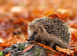 Eine Igelburg für den Wildtierschutz