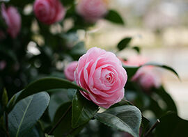 Die Pflanze des Monats Januar 2018 ist die Kamelie (Camellia japonica)