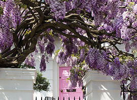 Kletterpflanzen für kahle Wände