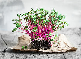 Kräutervielfalt – gesund und lecker