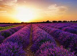 Die Balkonpflanze des Jahres 2018 ist der Lavendel (Lavandula)