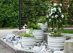 Pflanze des Monats Mai 2017