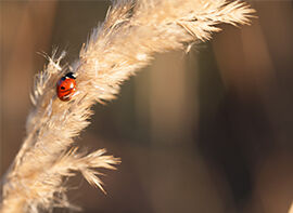 die-bekannteste-art-aus-der-familie-der-marienkafer