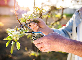 Der März 2018 ist Monat der Gartenscheren