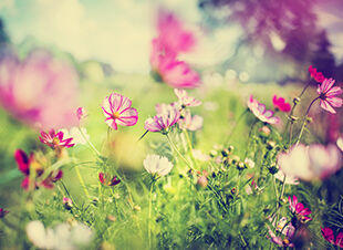 April ist 2017 ist Monat des Gartens