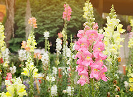 Pflanzen des Monats Juni 2017