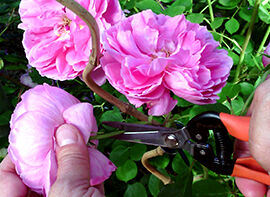 Produkttest Garten Primus Wunderschere & PowerGleitschere