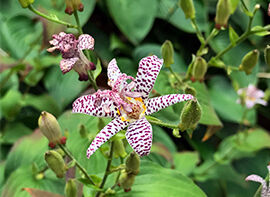 Gartengestaltungstipps für dunkle Standorte 