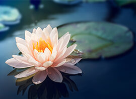 5 Tipps für den Teichbau