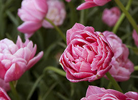 Damit der Frühling früh beginnt – jetzt Blumenzwiebeln pflanzen