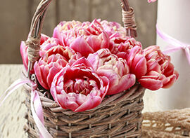 Gefüllte Tulpen im Weidenkorb