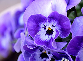 Pflanze des Monats Oktober 2017