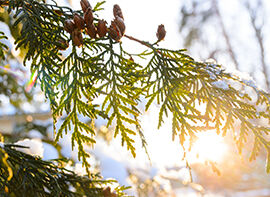 Die Pflanzen des Monats Dezember 2017 