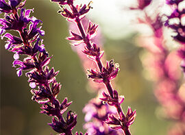 Das Wildblumenbeet im eigenen Garten